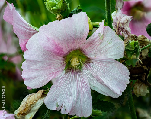 A light pink Hollycock flower photo