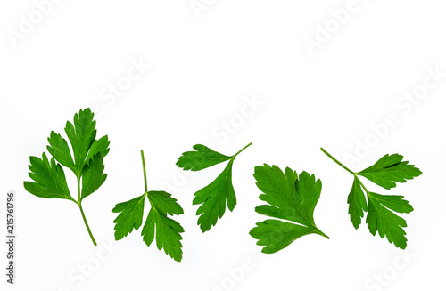 flat-leaved parsley leaves on white background with copy space