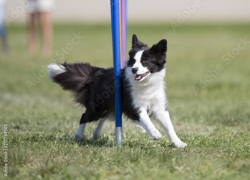Dog agility, outdoor track. Fast and sport dogs on a green grass field.
