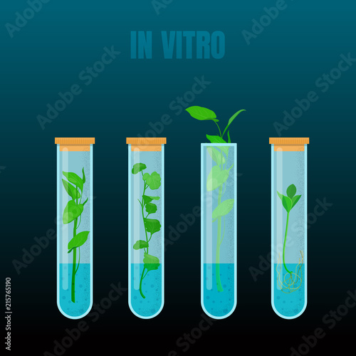 Plants in test tubes