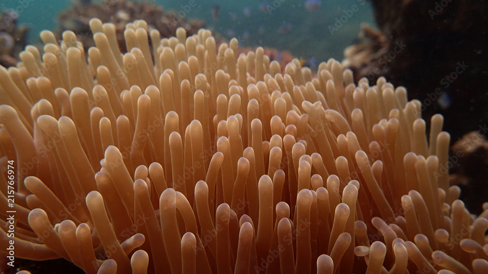 sea anemones that found at coral reef area at Tioman island, Malaysia sea anemones that found at coral reef area at Tioman island, Malaysia