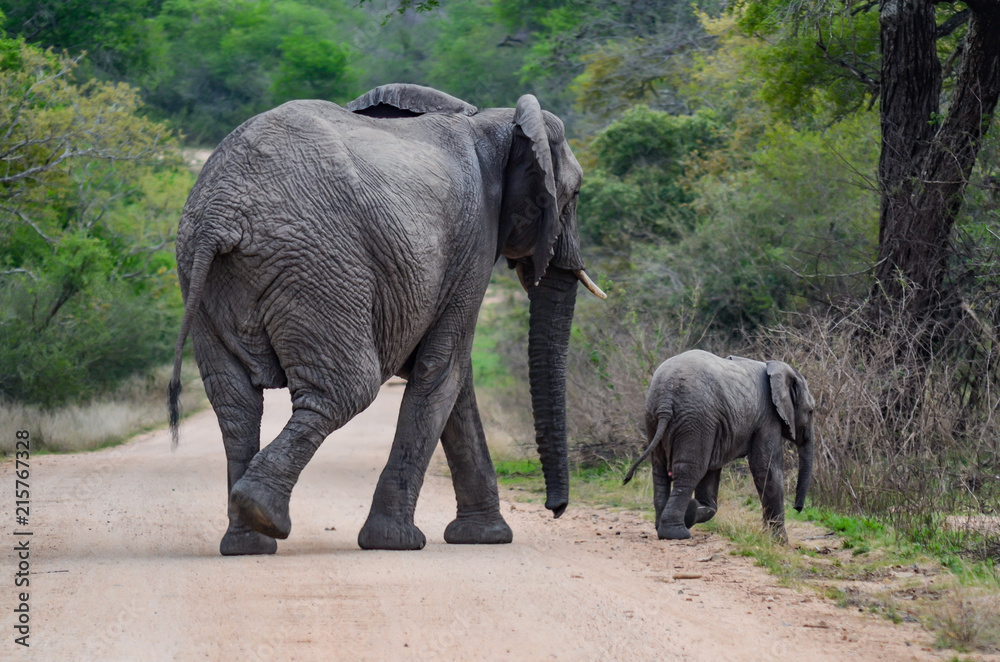 Mother elephant and her calf in Kruger National Park