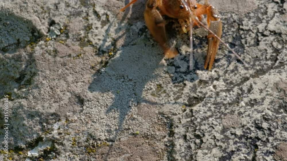 A close-up of American or European crayfish that crawls on a stone. A close-up of American or European crayfish that crawls on a stone.