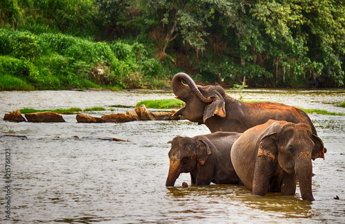 Canvas Print herd of elephants in the river