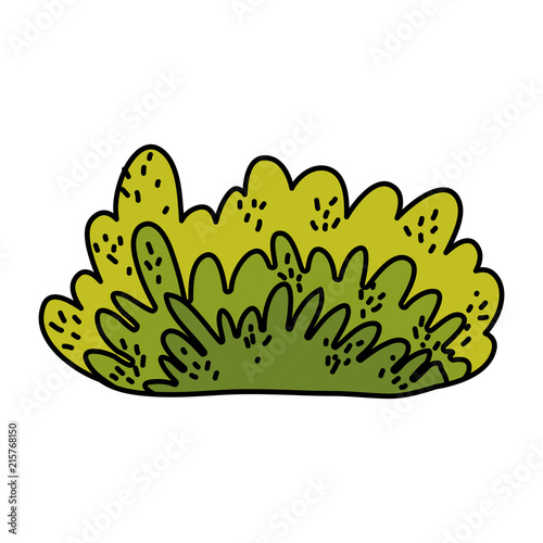 color nature bush plant with exotic leaves