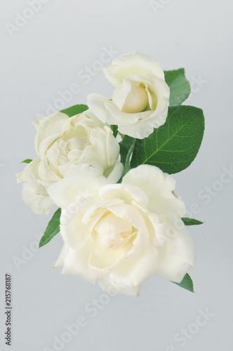 pale color roses on a white background