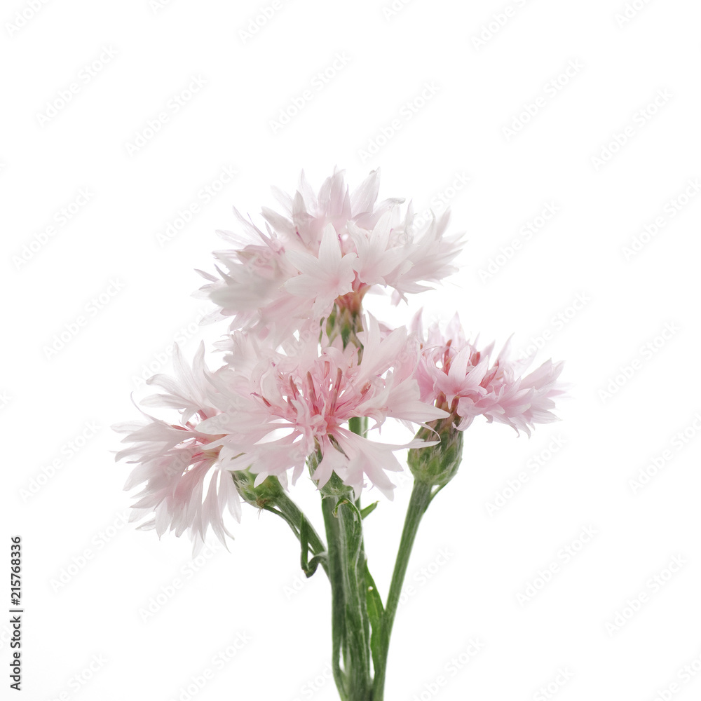 flowers of knapweed on a white background