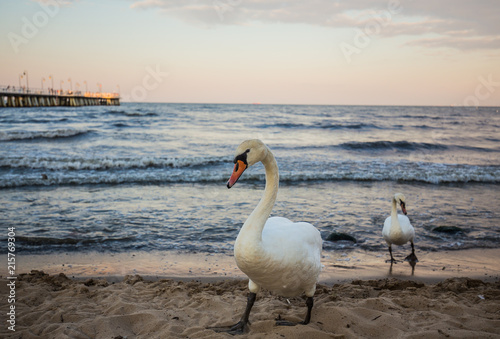 White swans on the beach in Gdynia Orlowo