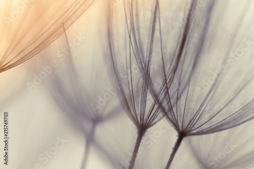 Dandelion abstract background. Shallow depth of field. Spring background