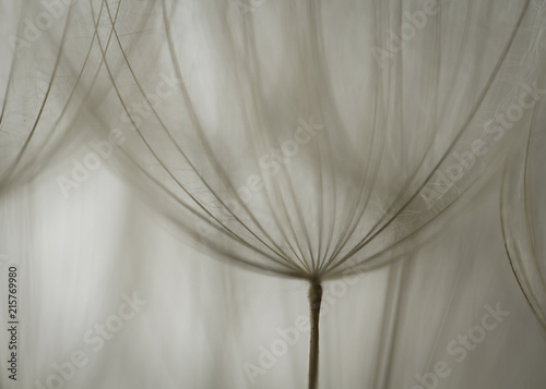 Dandelion abstract background. Shallow depth of field. Spring background © R_Szatkowski