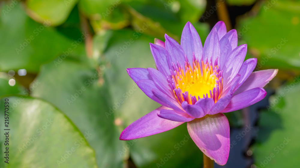 purple waterlily flower with green leaves as the background purple waterlily flower with green leaves as the background