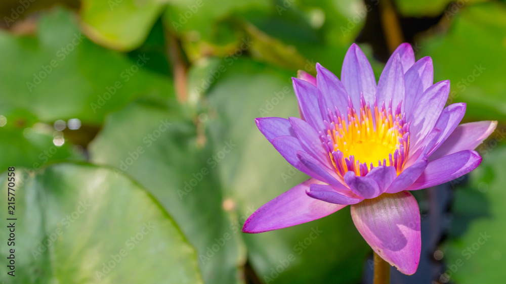 purple waterlily flower with green leaves as the background purple waterlily flower with green leaves as the background