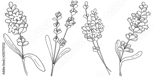 Vector lavender wildflower in a vector style isolated. Vector flower for background, texture, wrapper pattern, frame or border.