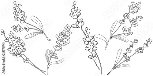 Vector lavender wildflower in a vector style isolated. Vector flower for background, texture, wrapper pattern, frame or border.