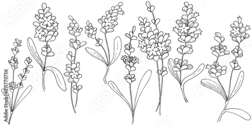 Vector lavender wildflower in a vector style isolated. Vector flower for background, texture, wrapper pattern, frame or border.
