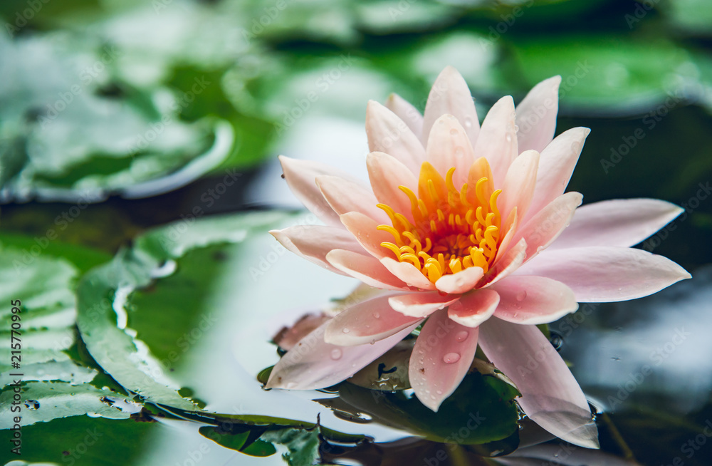 beautiful lotus flower is complimented by the rich colors of the deep blue water surface.Nature Background. beautiful lotus flower is complimented by the rich colors of the deep blue water surface.Nature Background.