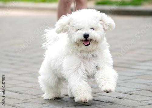 Fototapet bichon frise puppy