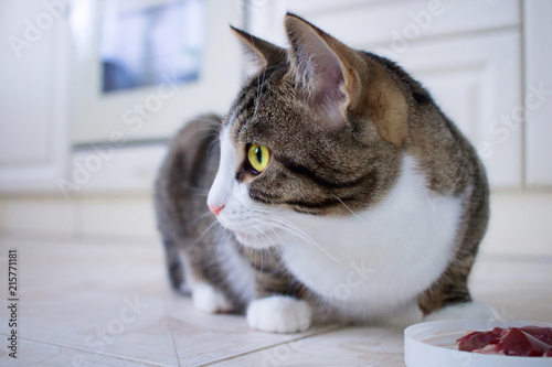 Pet cat sitting near feeding bowl with meat looks around