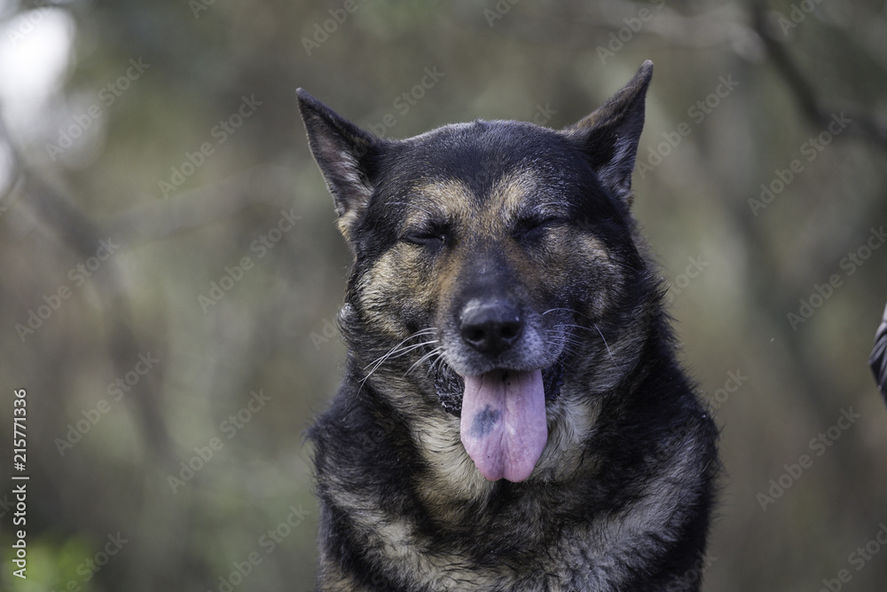 Animal Portrait - German Shepherd 