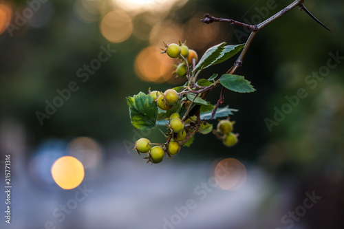 red viburnum and leafs photo