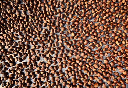Top view of chestnut drying on sun.