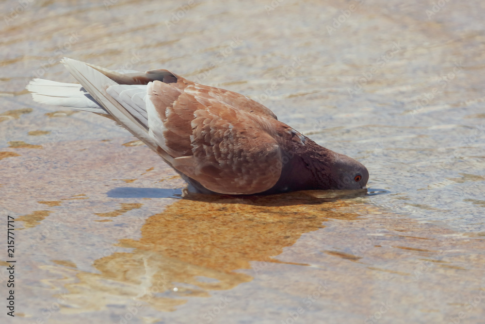 Pigeon in the water in a fountain Pigeon in the water in a fountain