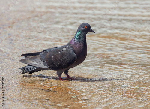 Pigeon in the water in a fountain