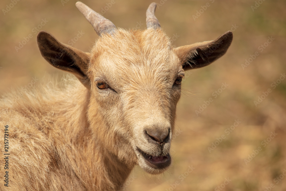 Portrait of a ram in a pasture Portrait of a ram in a pasture
