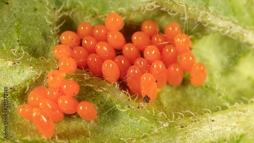 Photos Eggs of the Colorado beetle on the leaves of potatoes