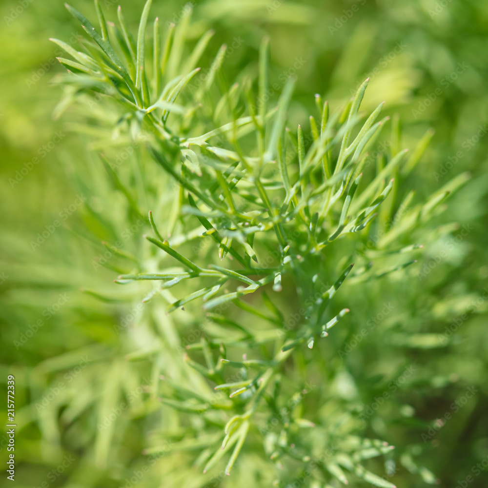 Green dill in the garden as a background Green dill in the garden as a background