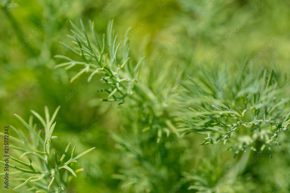 Green dill in the garden as a background