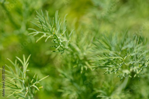 Green dill in the garden as a background
