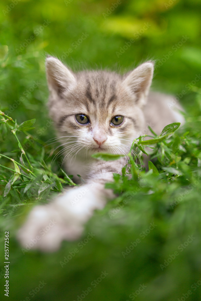 Portrait of a kitten in green grass Portrait of a kitten in green grass