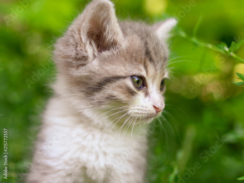 Portrait of a kitten in green grass