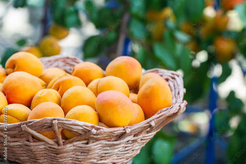 Ripe fresh organic apricots in the basket against the apricot tree background. Closeup, selective focus