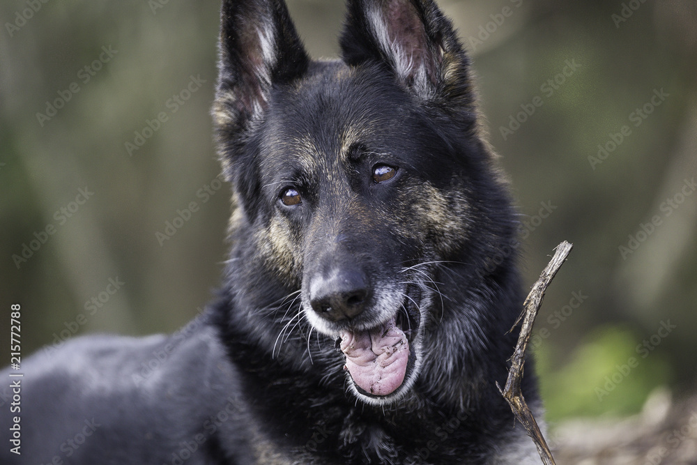 Fototapeta premium Animal Portrait - German Shepherd