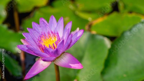 purple waterlily flower with green leaves as the background