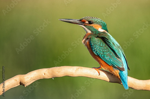 Common Kingfisher (Alcedo atthis) sitting on a beautiful background