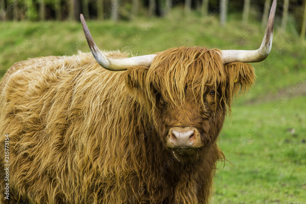 Scottish Highland Cow Scottish Highland Cow