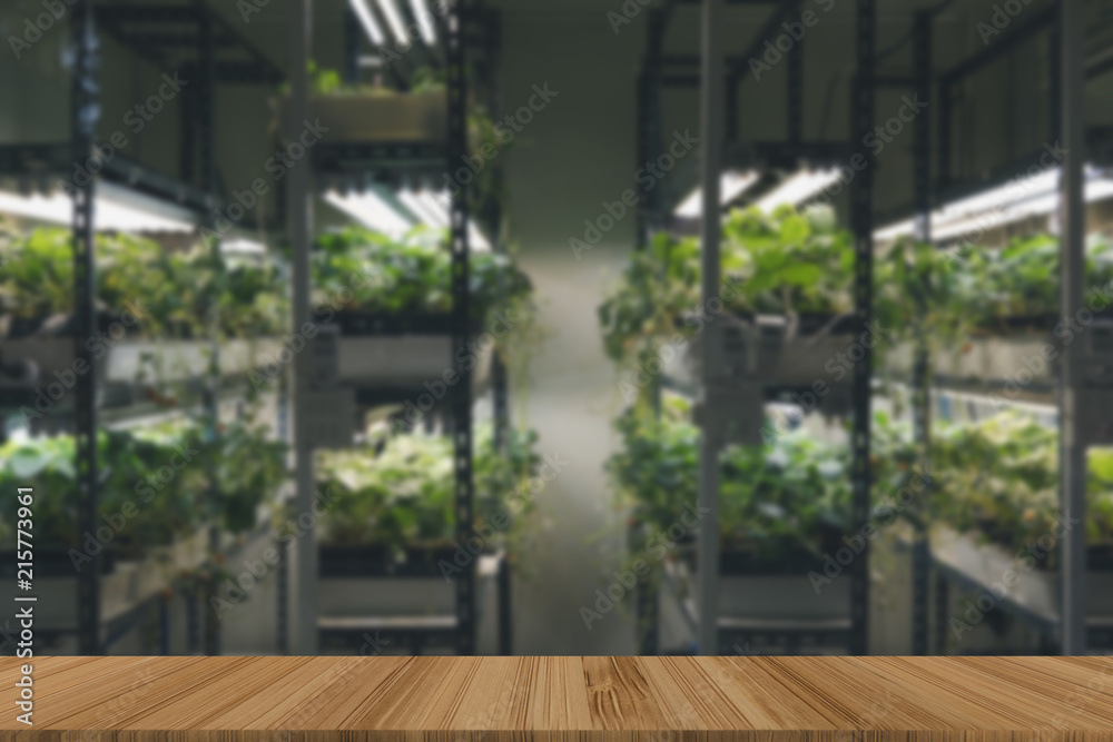 plant growing in smart indoor farm with artificial led light. phyto lamp for seedling & cultivation plant growing in smart indoor farm with artificial led light. phyto lamp for seedling & cultivation