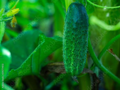  Young fresh cucumber  in open ground. Cucumber plants  young fresh Cucumber organic vegetable.