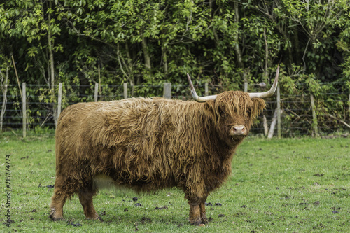 Scottish Highland Cow