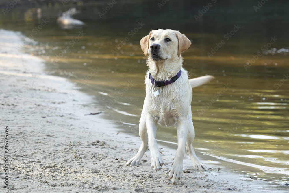 Labrador stat te wachten op de bal.