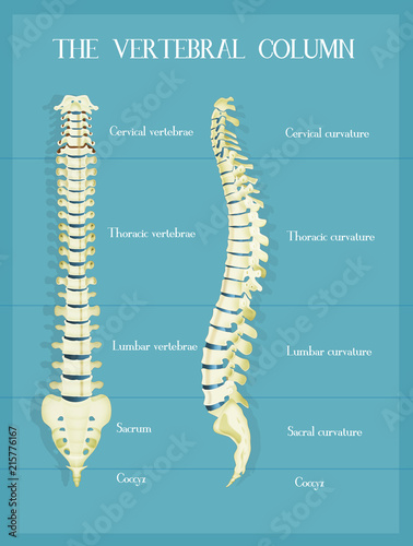 the vertebral colum scheme