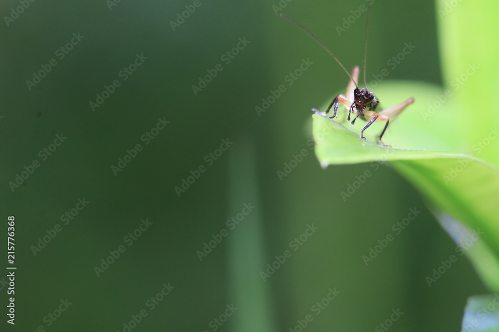 Close up small black cricket on green leaf Close up small black cricket on green leaf