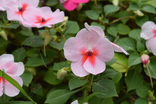 Vibrant Blooming Flower in Spring