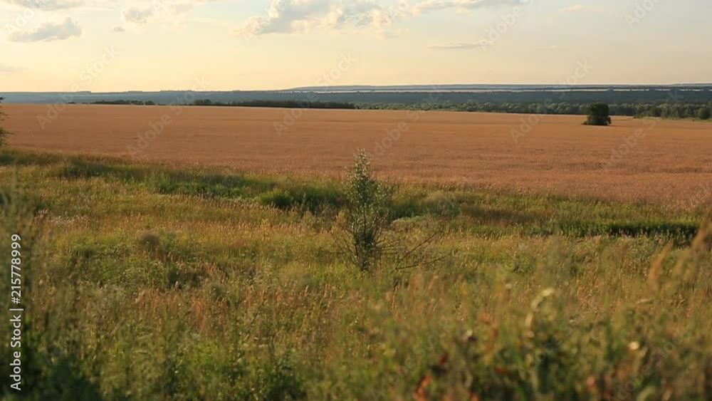 different wild grass swaying in the field on a summer evening at sunset. different wild grass swaying in the field on a summer evening at sunset.