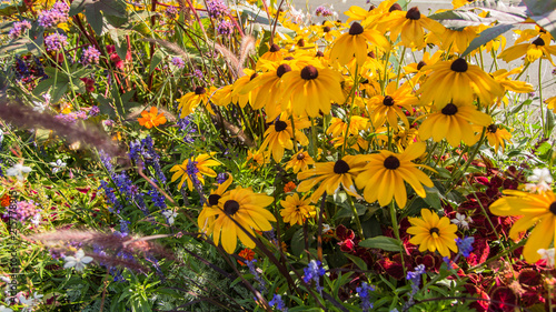 Rudbeckias dans un massif floral photo