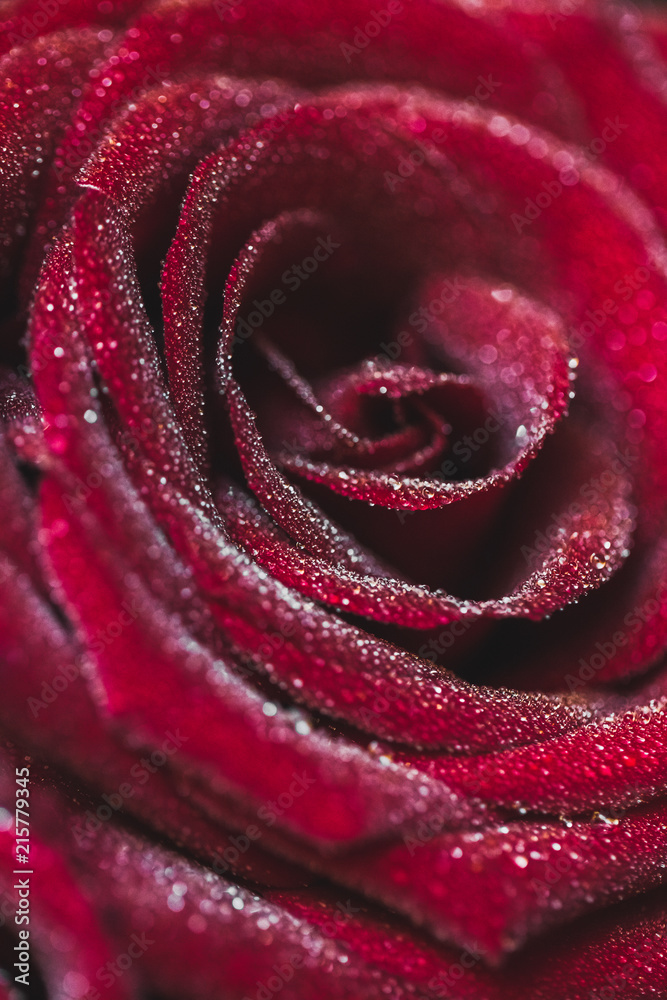 Red rose close-up with water dew drops, macro photo Red rose close-up with water dew drops, macro photo