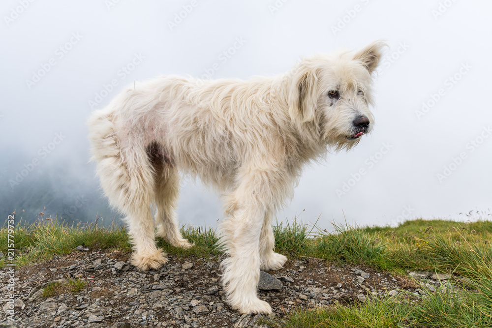 Large white shepherd dog